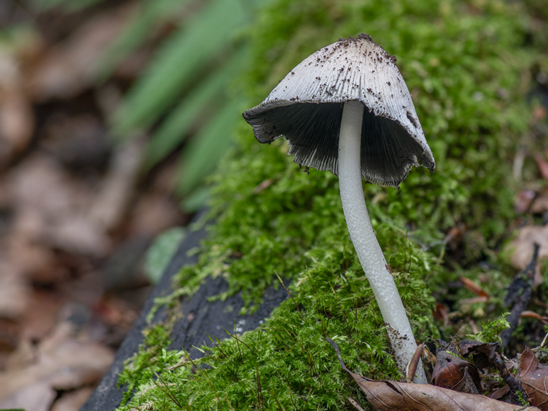 Coprinopsis insignis Coprinopsis insignis